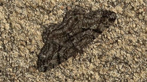 Peribatodes rhomboidaria